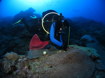 A diver grasping something on the reef while working.