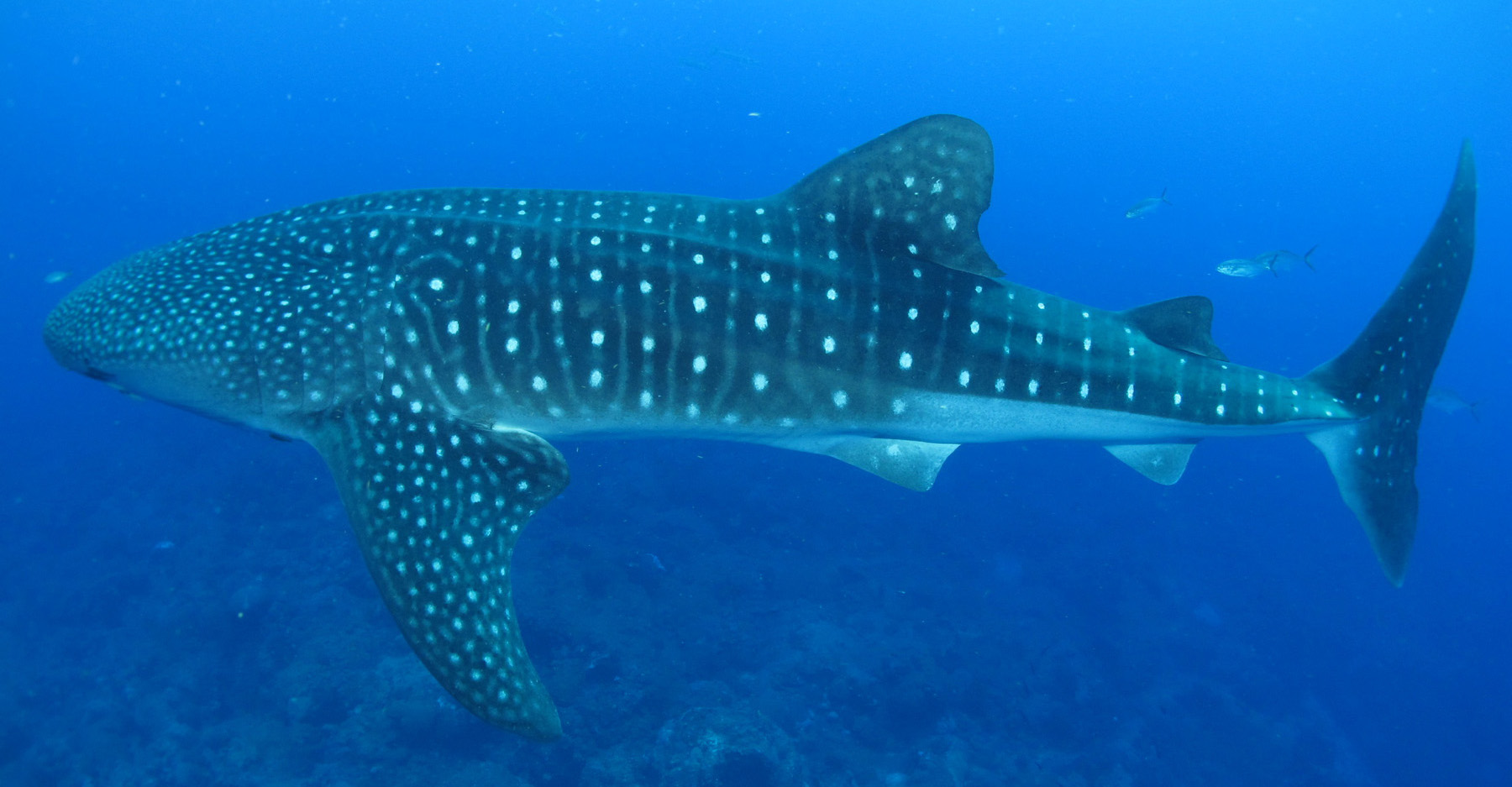 Side view of a whale shark swimming above a deep reef