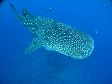 Whale shark swimming directly toward the camera with snorkelervisible in the background