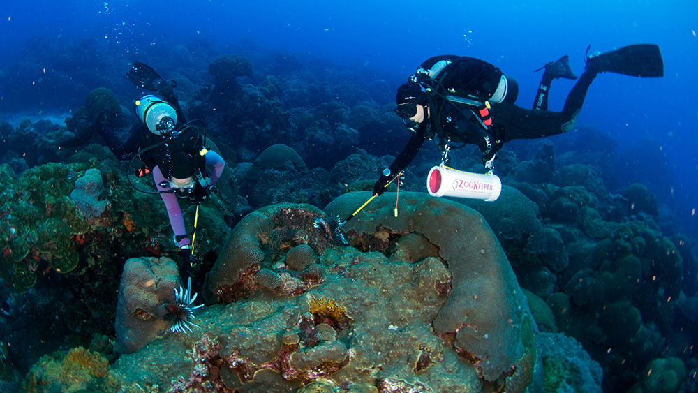 Two divers spearing lionfish on the reef