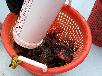 Captured lionfish being emptied into an orange basket