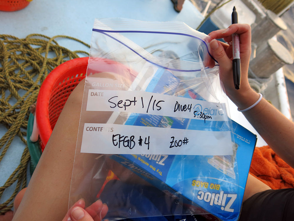 A Ziploc bag labeled with Sept 1/15, Dive 4, 5:30 pm, EFGB #4, Zoo#