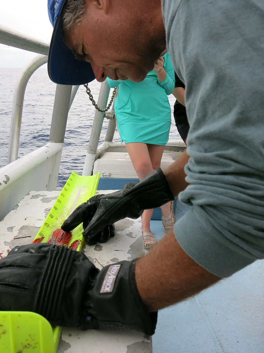 A man wearing puncture proof gloves measuring a lionfish on a fish board