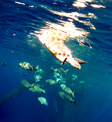 Sea turtle diving down from the surface of the water.  A school of chub and some platform legs are visible in the background.