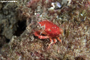 Spongy decorator crab (Macrocoeloma trispinosum)