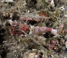 Rock shrimp (Sicyonia sp.)