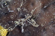 Sea spider (Anoplodactylus lentus)