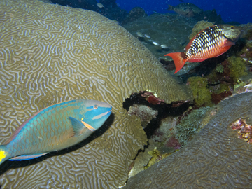 Terminal and initial phase Stoplight Parrotfish (Sparisoma viride)