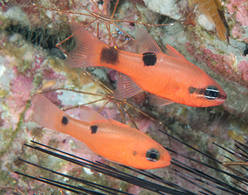 Flamefish swimming above a Two Spot Cardinalfish between urchin spines