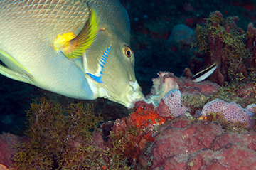 Blue Angelfish (Holacanthus bermudensis) eating sponges on the reef