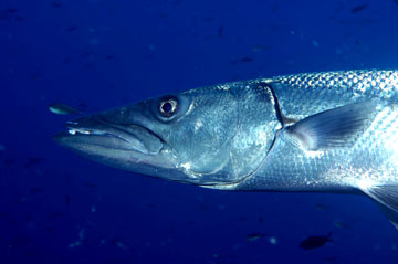 Head view of a barracuda