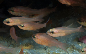 Bigtooth Cardinalfish (Apogon affinis)