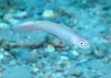 blue goby