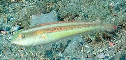Bluelip Parrotfish (terminal phase)