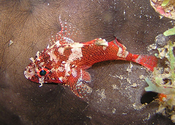 Coral Scorpionfish (Scorpaena albifimbria)