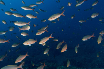 School of Creolefish (Paranthias furcifer)