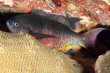 Creole Wrasse (Clepticus parrae)