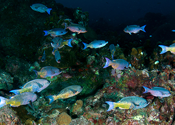 School of Creole Wrasse (Clepticus parrae)