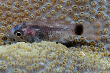 Dusky Cardinalfish (Phaeoptyx pigmentaria)