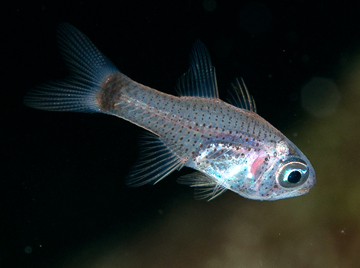 Dusky Cardinalfish (Phaeoptyx pigmentaria)