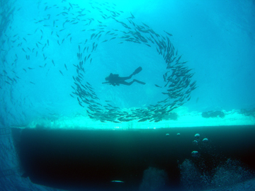 Fish circle a diver as he surfaces near a boat