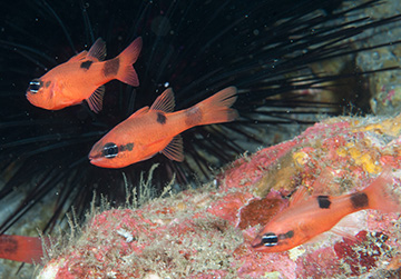 Three Flamefish among urchin spines
