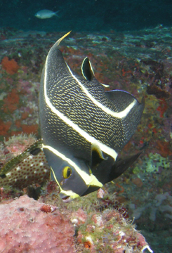 French angelfish transitioning from juvenile to adult (Pomacanthus paru)