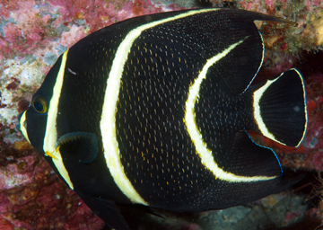 French Angelfish (Pomocanthus paru) transitioning from juvenile to adult coloration