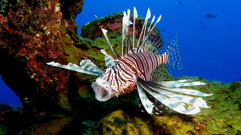 Lionfish with mouth wide open and fins flared