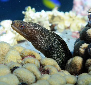Goldentail moray eel peeking out from between coral formations on a reef
