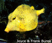 Golden smooth trunkfish (Lactophrys triqueter)