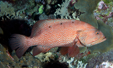 graysby grouper