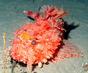 Hunchback scorpionfish sitting on the silty sea floor.