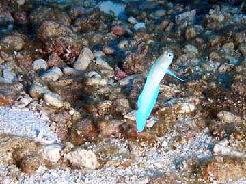 Yellowhead jawfish hovering in a vertical position above sand and rubble.