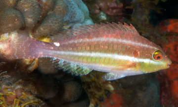 juvenile Redband Parrotfish (Sparisoma aurofrenatum)