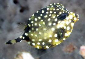 Juvenile Smooth Trunkfish (Lactophrys triqueter)