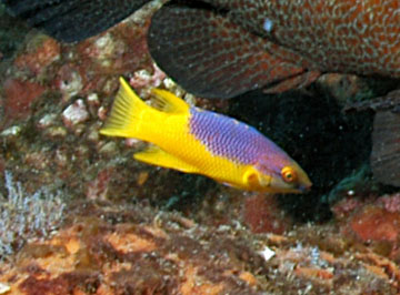 juvenile Spanish hogfish