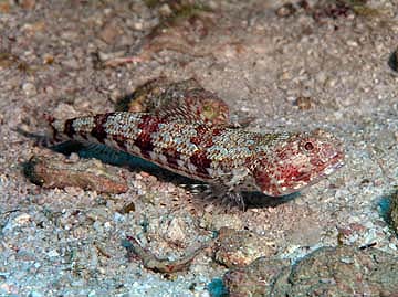 A red and white patterned lizardfish perched on sand and rubble.