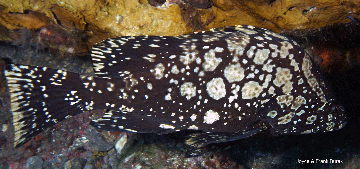 A large, heavy-bodied, dark brown fish with white blotches all over its body.