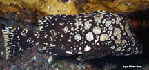 Marbled grouper (Dermatolepis inermis)