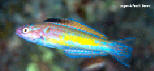 A small, brightly colored reef fish of purple, yellow and green.  This is called the Mardi Gras wrasse.