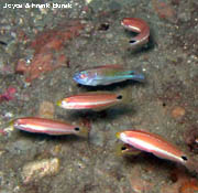 A group of five small reef fishes.  One is brightly colored with purple, yellow and green. The other four are red with a horizontal white stripe.  These are all Mardi Gras wrasses.