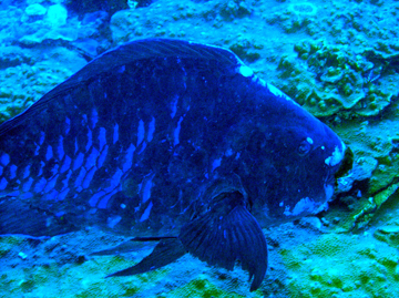 Midnight Parrotfish (Scarus coelestinus)