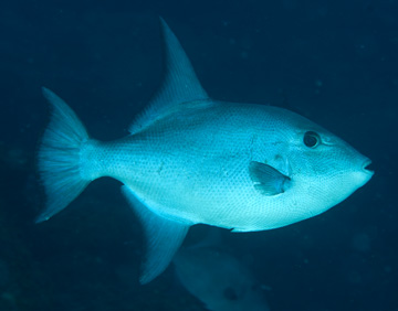 Ocean Triggerfish (Canthidermis sufflamen)
