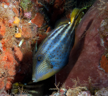 Orangespotted filefish (Cantherhines pullus)
