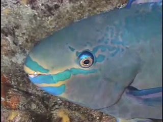 queen parrotfish face