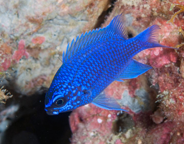 Purple Reeffish (Chromis scotti)