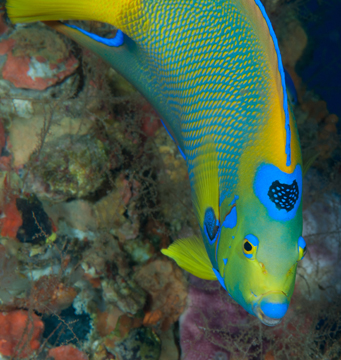 Face front head shot of a Queen Angelfish (Holocanthus ciliaris)