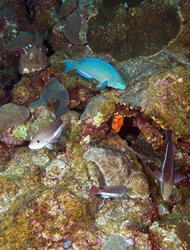 One terminal phase Queen Parrotfish with three initial phase Queen Parrotfish