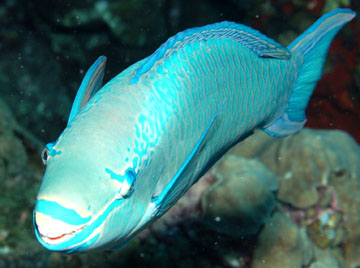 queen parrotfish terminal phase